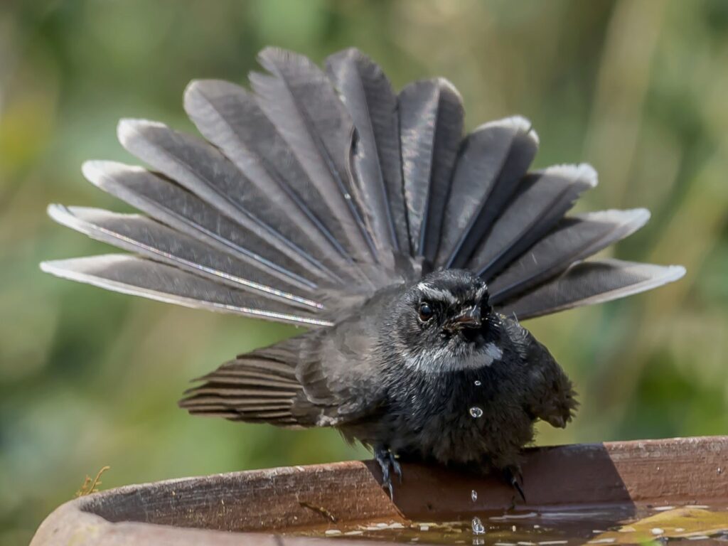 Fantail Flycatcher