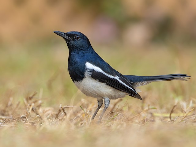 Oriental Magpie Robin