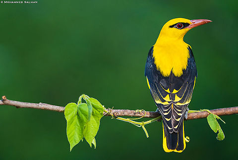 Eurasian Golden Oriole