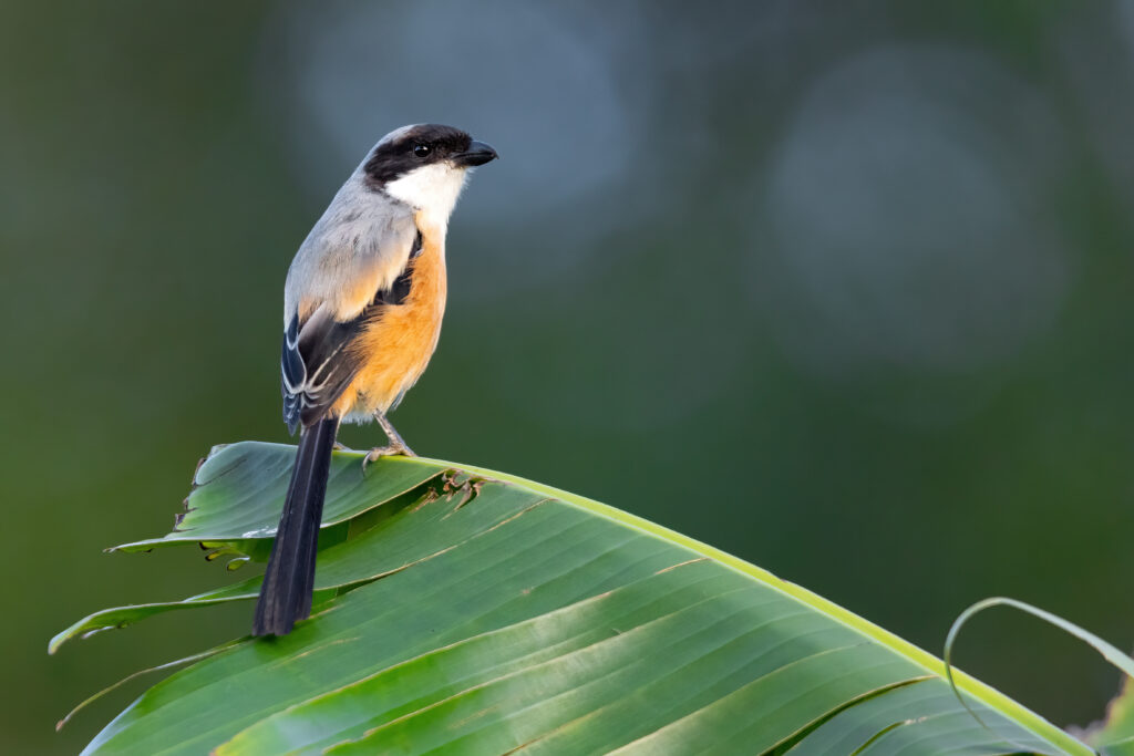 Long Tailed Shrike