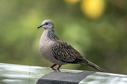 Spotted Dove