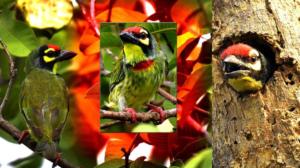 Coppersmith Barbet