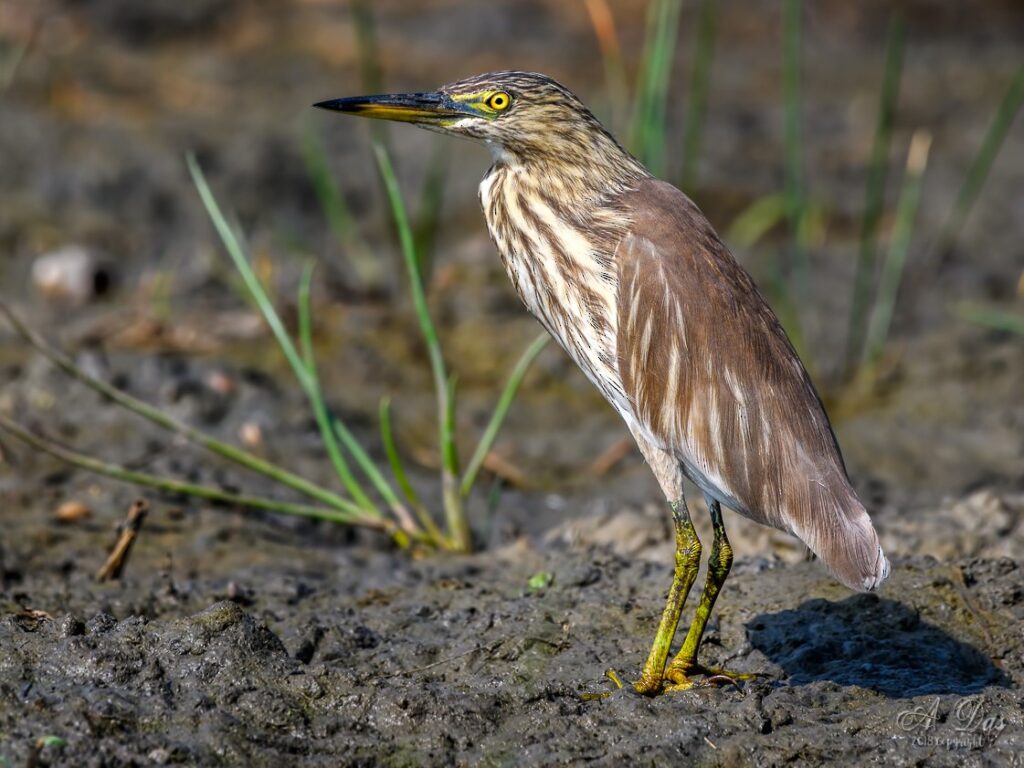 Indian Pond Heron