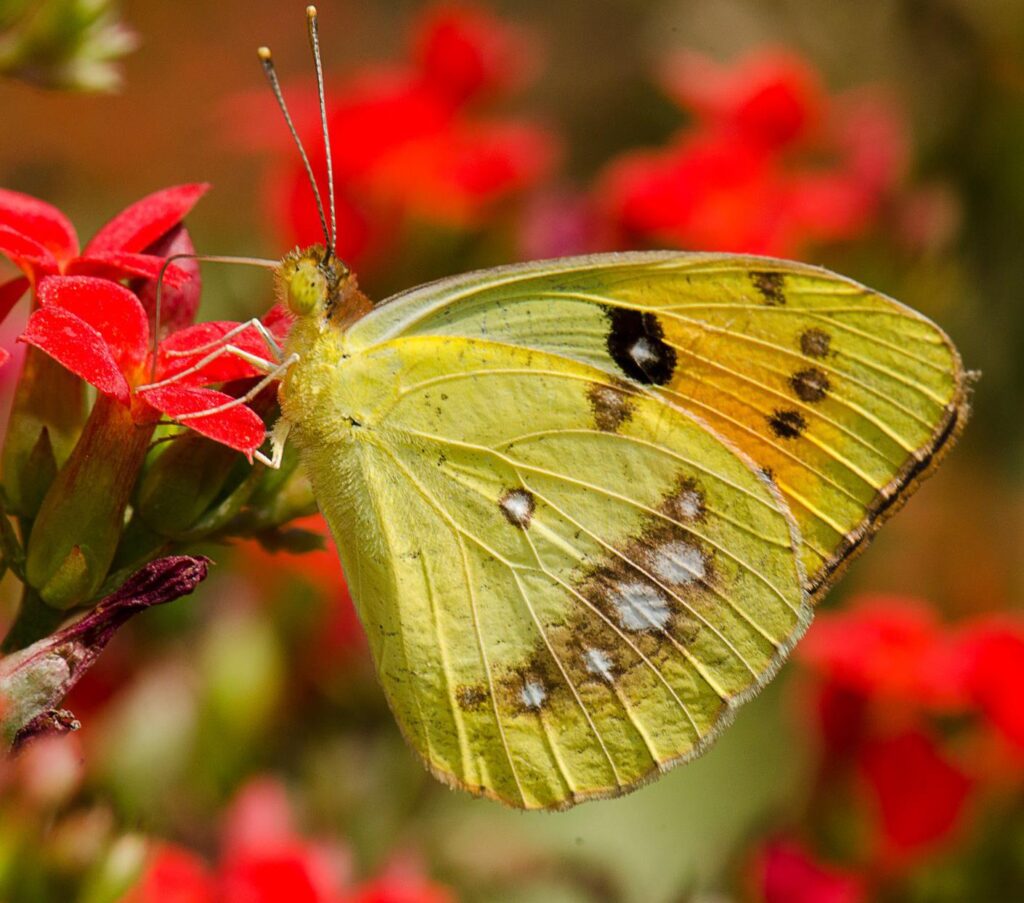 "Butterfly garden and green spaces in Hiranandani Powai township"